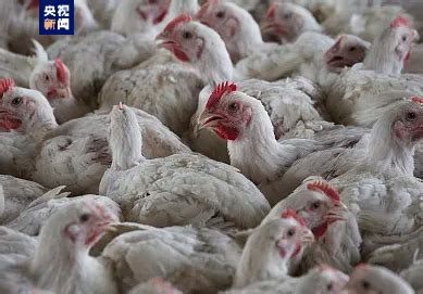 欧洲多国报告出现禽流感疫情 - 当代先锋网 - 国际