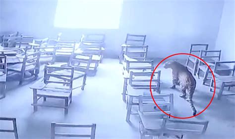 印度一豹子闯入学校袭击学生 被锁教室里防止再伤人
