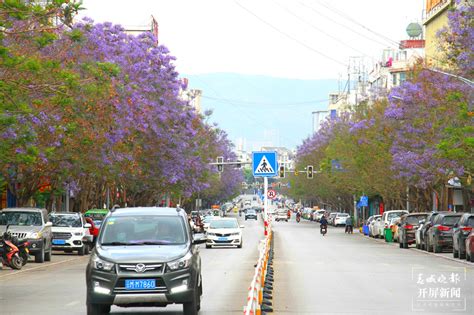 开屏新闻-【五一开屏带你游】保山花路：光影交错中透出的一条蓝色花海