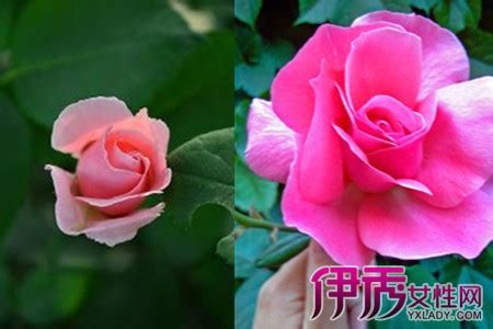 【玫瑰和月季的区别】【图】玫瑰和月季的区别你了解吗 学会这几招就能轻松分辨_伊秀花草|yxlady.com
