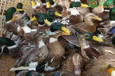 野鸭品种大全图片