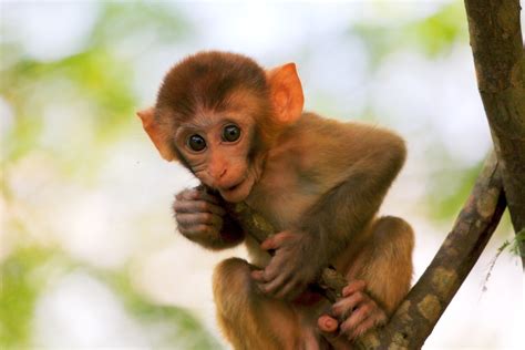 可爱猴子摄影图__野生动物_生物世界_摄影图库_昵图网nipic.com