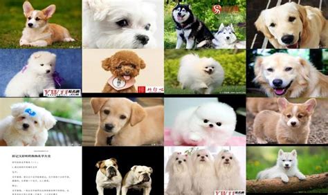 100个超好听的狗狗名字 洋气不俗气的狗名 - 动物健康 - 宝妈育儿常识网