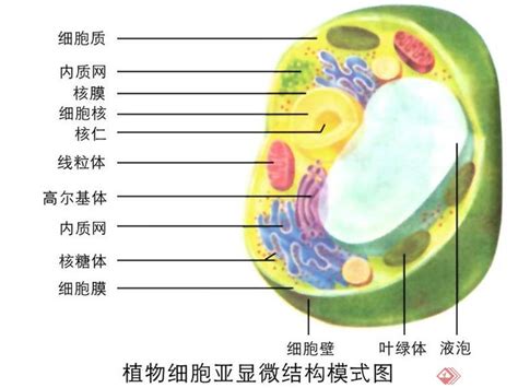 科学网—细胞外的生命现象（上） - 张磊的博文