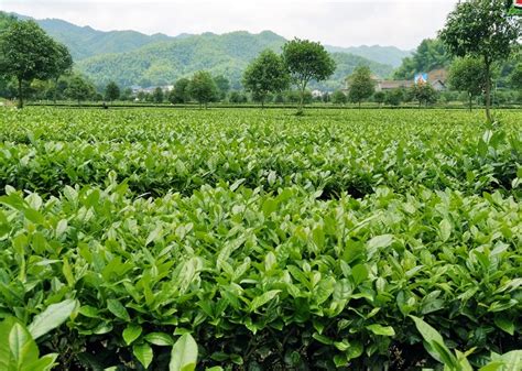 走进县城看发展丨安化，把茶种成大地艺术 | 潇湘晨报网