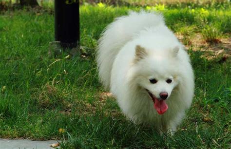 西高地白梗，来自苏格兰的西部高地的纯白色犬，脸有点像狐狸
