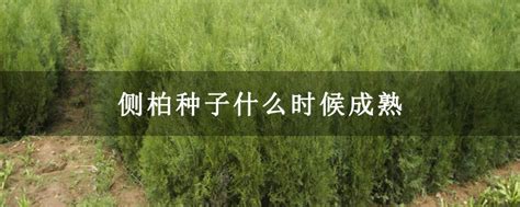 侧柏种子什么时候成熟-种植技术-中国花木网