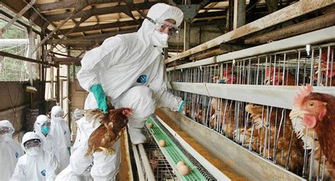 2013年全球禽流感流行状况 - 中国医疗卫生人才招聘网站