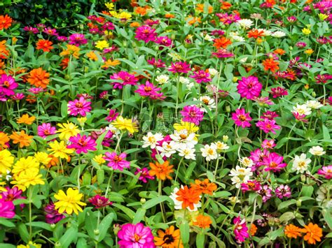 百日草花是您希望在花园中种植的最茂盛的花朵之一最容易生高清图片下载-正版图片507293769-摄图网