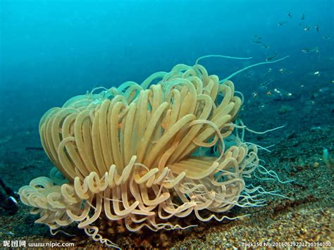 海葵与珊瑚适合一起养吗该注意些什么呢