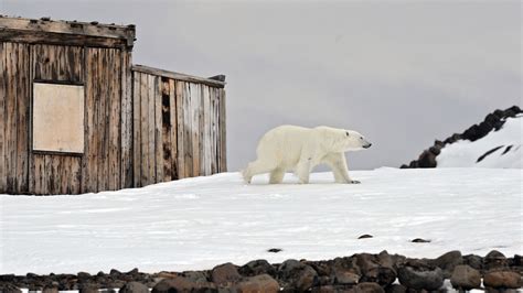 全球变暖极地在俄罗斯的北极地区找到 - 2022年7月1日, 俄罗斯卫星通讯社