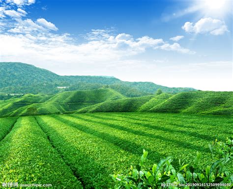 泰山茶对外形象宣传新画册正式启用 泰山茶-泰安市泰山茶叶协会【官网】