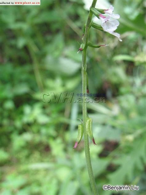 透骨草Phryma leptostachya Linn. subsp. asiatica (Hara)Kitamura_植物图片库_植物通