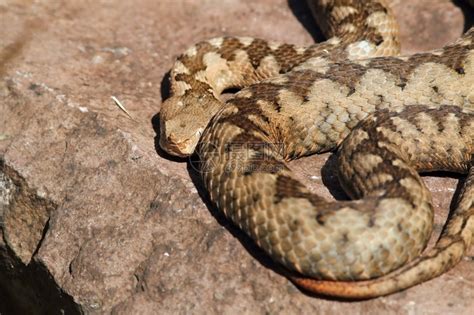 棕色的雌欧洲最毒的蛇从欧洲来毒蛇神经受保护高清图片下载-正版图片307976578-摄图网