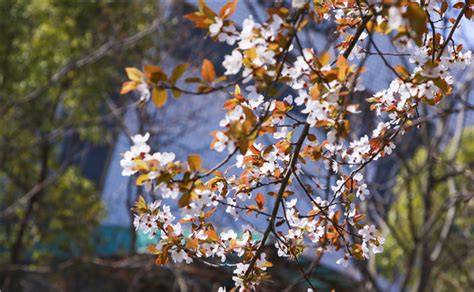 【今日头条】春暖花开，北盘江畔桃花节等你来-搜狐大视野-搜狐新闻