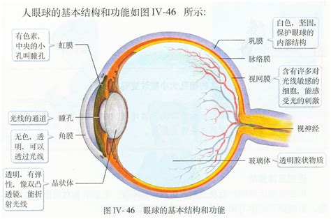 眼部结构图图片