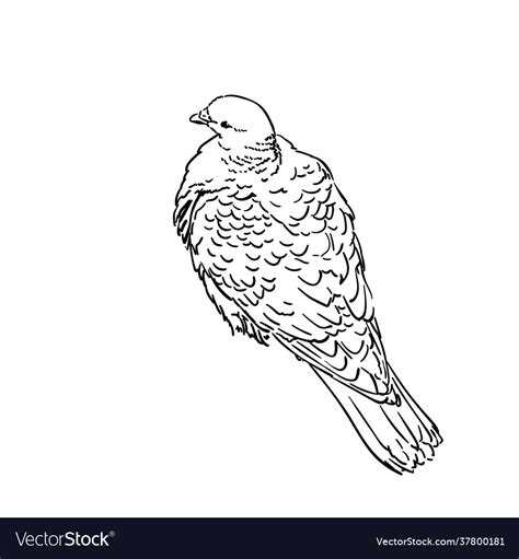 Drawing pigeon bird view from above sketch Vector Image