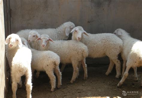 2024羊的价格走势预测 2024活羊价格今日羊价格表 全国-食品商务网