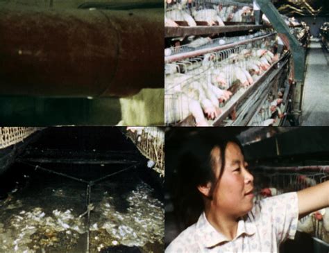 养鸡行业是否属于今年的政府扶持行业-博龙畜牧机械