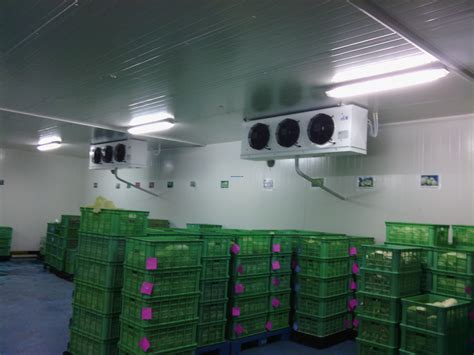 蔬菜保鲜冷库/建一个储存蔬菜的冷库要多少钱_上海雪艺制冷科技发展有限公司