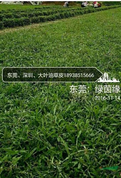 有大量十成草皮出售_广州市鑫鑫绿化草皮场_园林网