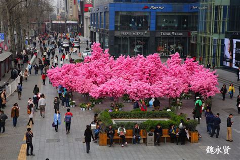 西安植物园春季花展开始啦！--陕西省西安植物园 陕西省植物研究所