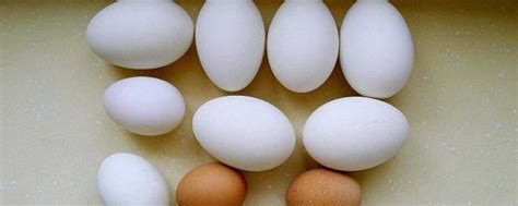 吃鹅蛋有什么好处和功效 吃鹅蛋4个好处和功效_知秀网