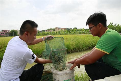 稻虾共作基地从10亩发展到2500多亩，五华县将成立稻虾共作产业协会