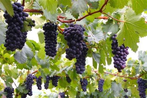 家中葡萄最佳位置,种葡萄树要注意风水,家中栽葡萄树对谁_大山谷图库