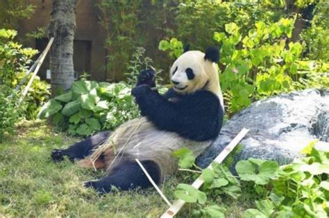 日本人到底有多爱大熊猫?日媒的这番回顾给你答案|上野动物园|熊猫|和歌山_新浪新闻