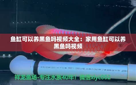 鱼缸可以养黑鱼吗视频大全：家用鱼缸可以养黑鱼吗视频 - 观赏鱼 - 广州观赏鱼批发市场