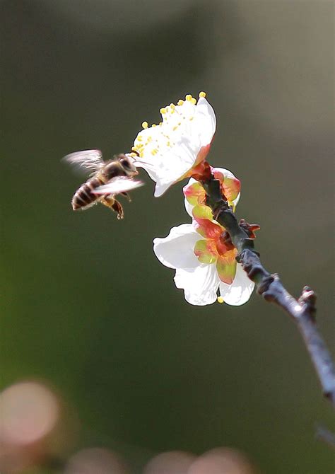 竹蜂 - 蜜蜂百科 - 酷蜜蜂