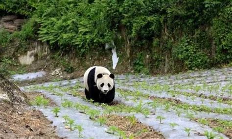 野生大熊猫跑进农民伯伯家找吃的，差点回不去，农民：我养你啊！|大熊猫|伯伯|农民_新浪新闻