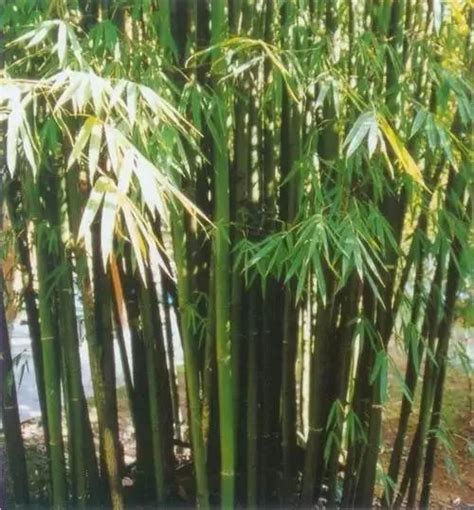 26种 · 竹类植物_北京绿京华生态园林股份有限公司