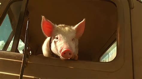 飞猪马拉松猪动画电影剪辑艺术猪PNG图片素材下载_图片编号4269542-PNG素材网