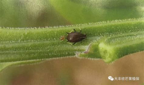 蚜虫专用药蔬菜果树植物花卉月季花黄瓜腻虫药玉米治蜜虫杀虫剂-淘宝网