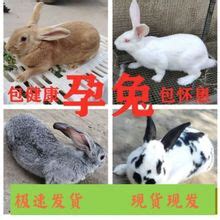 漯河獭兔种兔养殖场漯河獭兔种兔场