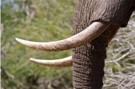为什么大象用鼻子吸水不会被呛到？大象的长鼻子有哪些功能？-唐山科技馆