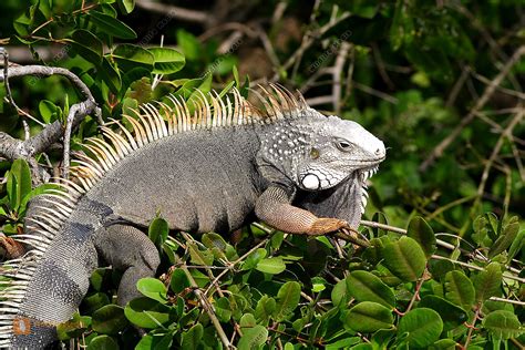 Teneriffa - Leguan im Loro-Park Foto & Bild | tiere, natur Bilder auf ...
