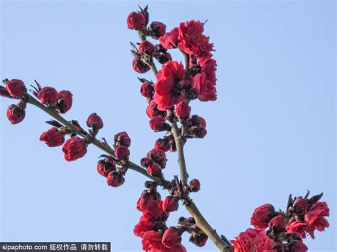 白山桃_[标签:标题1]