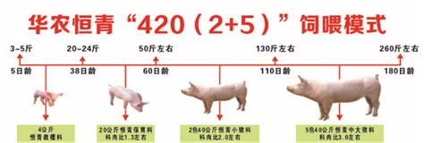 养猪新常态 选料很关键，称猪对比看效益 - 华农恒青科技股份有限公司 - 专业化高档饲料制造商，专业化高档饲料供应商