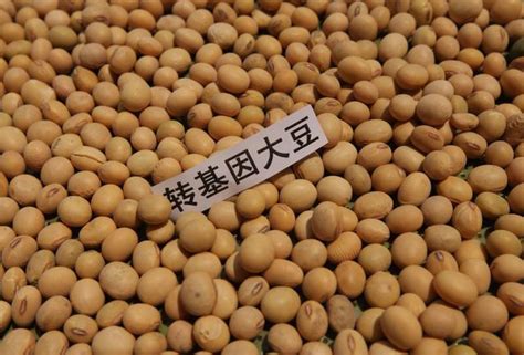 中国进口美国转基因大豆已经找到替代品，但这一点成为最大阻碍