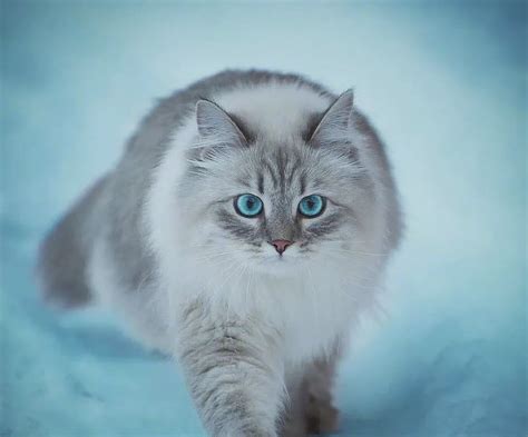 吸猫大会：俄罗斯蓝猫Pushkin - 知乎
