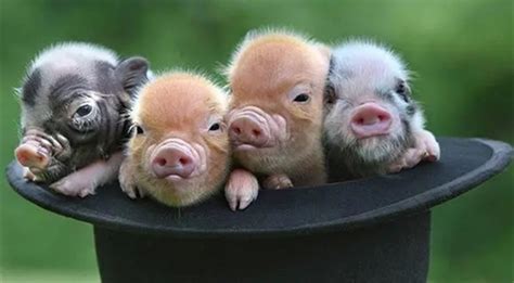 2023年属猪的多大 2023年属猪的多大岁数了-善吉网