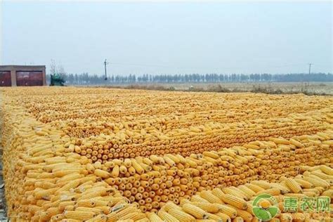 今日玉米价格行情｜年过完了，东北玉米开市大涨农业资讯-农信网