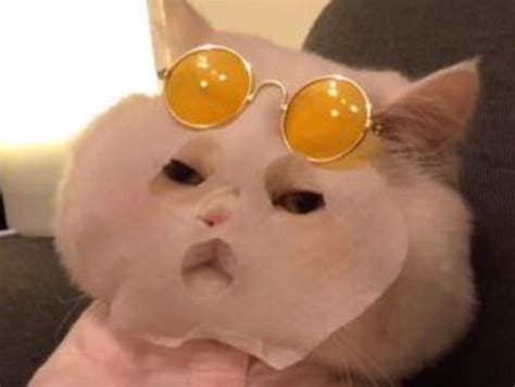 球球是只猫图片