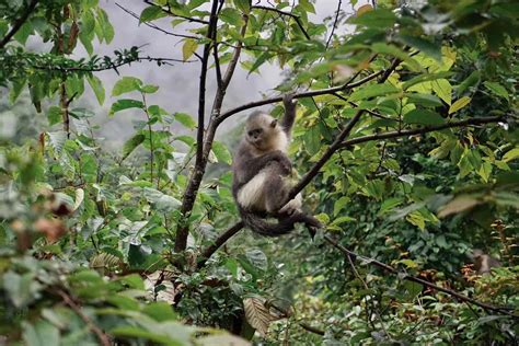 世界上共有五种野生灵长类金丝猴