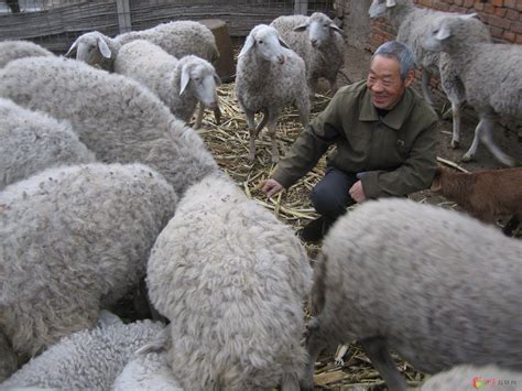 箫剑的农民互联网-刘细增会养羊 一年收入响当当