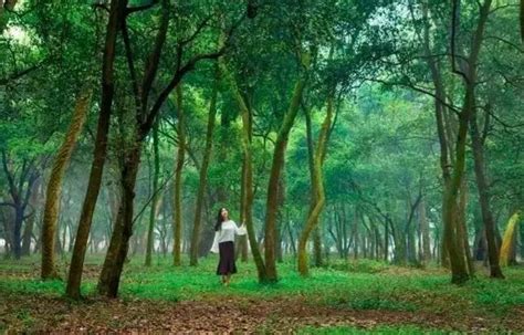 江西的百年老林里藏着一棵八百年的树精 - 游侠客旅行