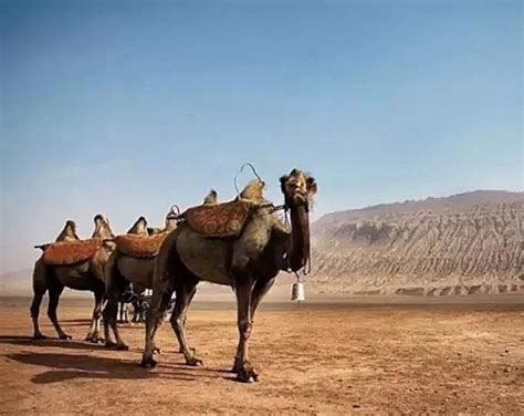 纪录片《阿拉善人与骆驼的故事》 讲述“大漠守望者”的传奇故事__凤凰网